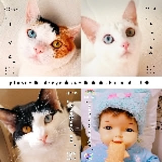 HOTARU.cat