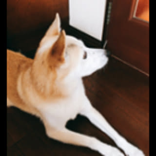 Sapico