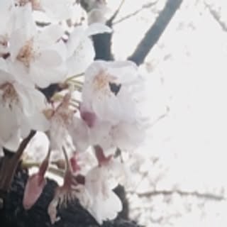 suzu