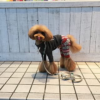 makomako