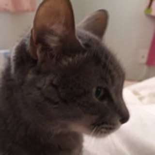 choco