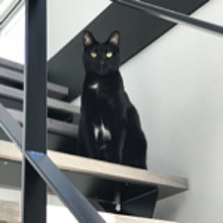 gin
