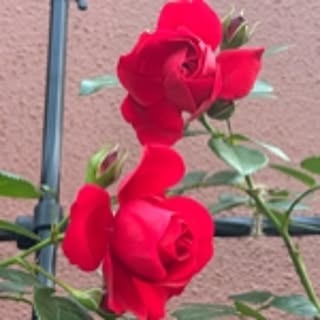 RoseLife5818