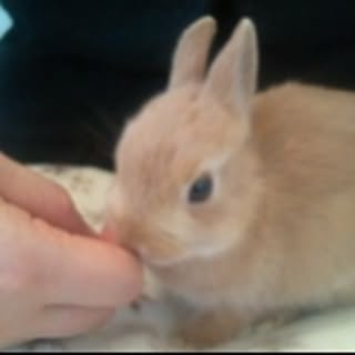fleur-du-lapin