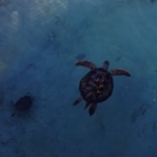 ripyy