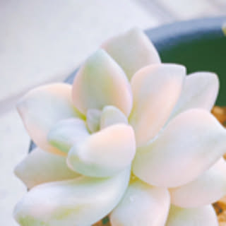 mochi