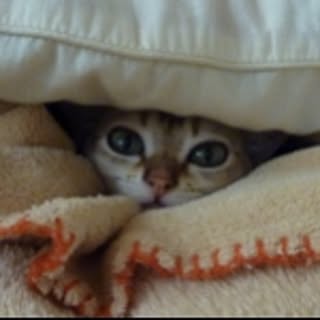 miiko
