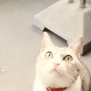 Junjunpukupuku