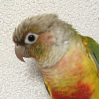 zndykp