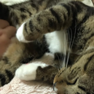 aya_ax
