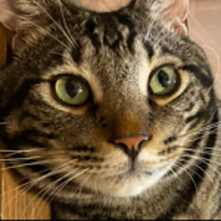 ramuneko