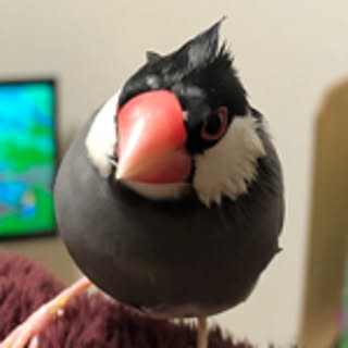pyopyopiyori