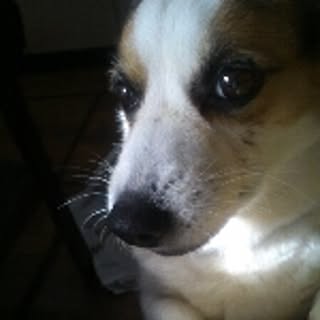 coroncoo