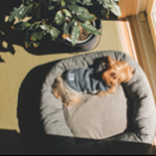 cocoa