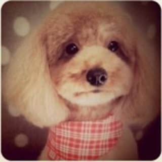 maki_pooh