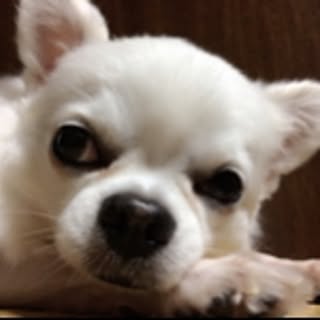 jyumachan
