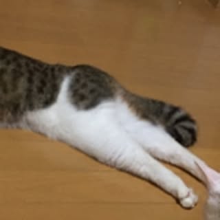 mai