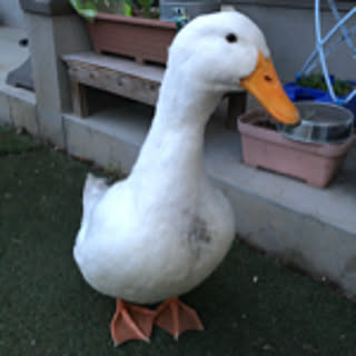 RIGRIG
