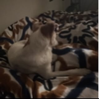 moke