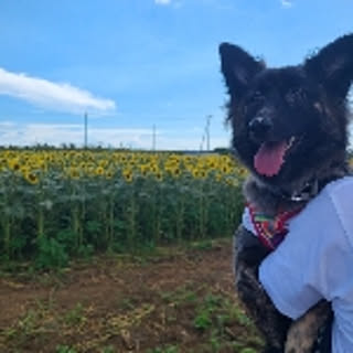 himawari
