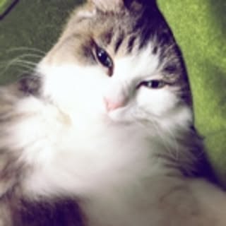 yumi_neko