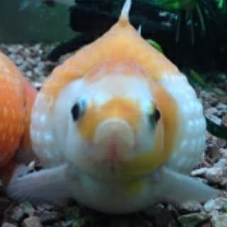 minchi