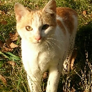 nyarome