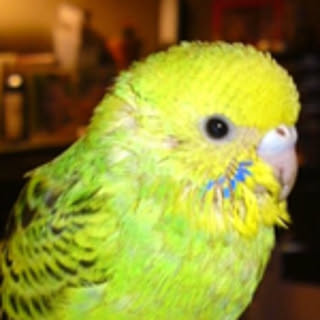 piiiiiico