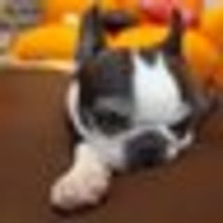 pig