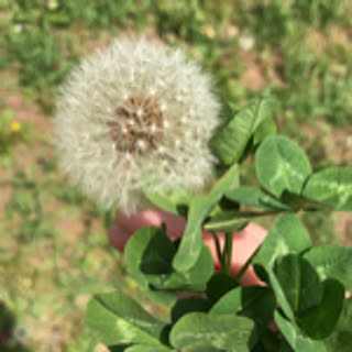 botanical884