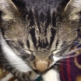 gaku