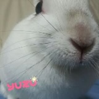 rinuwo