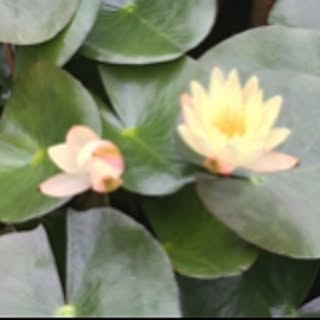 lotus