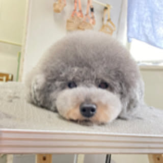 tomo