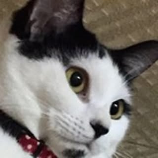 Kamo