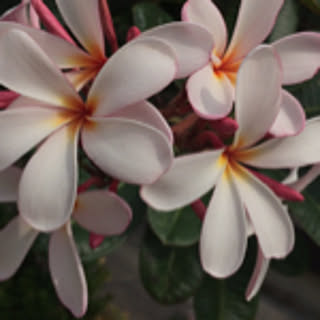 Lanan
