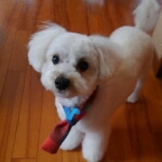 Tino