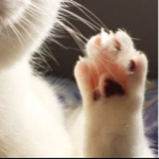 neko-to
