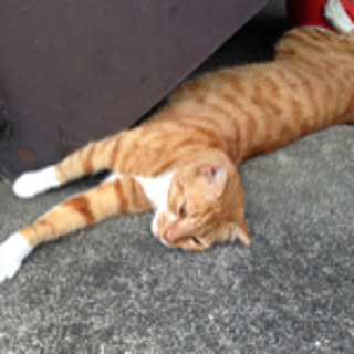 mau