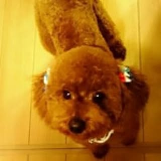 Miyuki