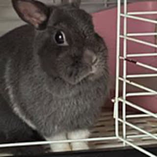 tomo