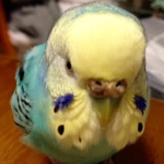 kuru