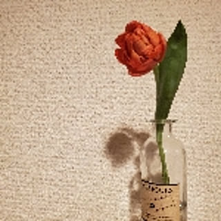 Aya