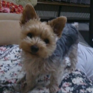 micchi