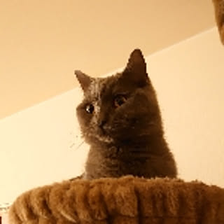 Hideki