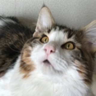 jerrko