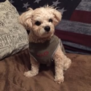 Noel