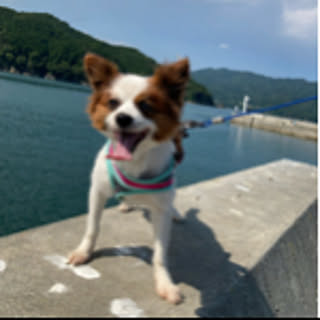 haruchan
