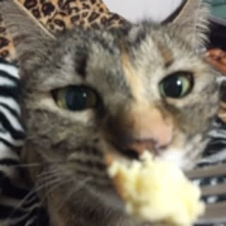 Zizi