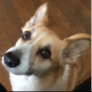 xmihox